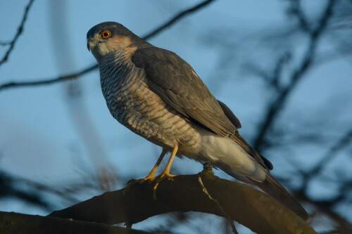 Sperwer. (Foto: Gie Luyts)